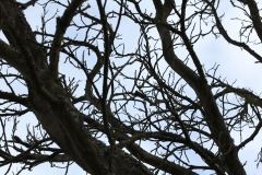 IMG_7653
